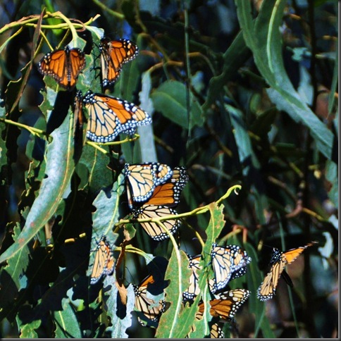 Monarchs in decline - Nov. 2012