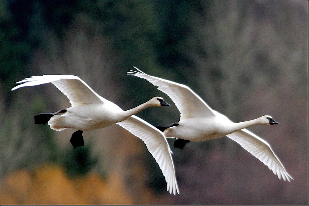 Trumpeter Swans - by Fr.Charles A.E. Brandt