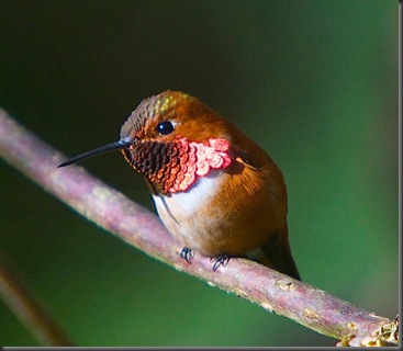 Rufous Hummingbird Male at the Hermitage - April 9 2014 Charles Brandt photo