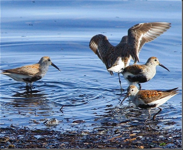 Dunlins Feeding at OysterBay, BC - by Charles A.E. Brandt