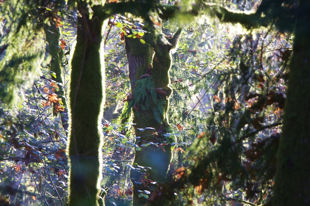 Charles Brandt forest photo (2)