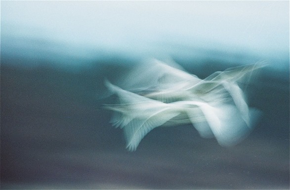 Swan Abstract - charles brandt photo