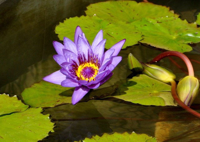 Lotus flower at the Getty Villa - bruce witzel photo